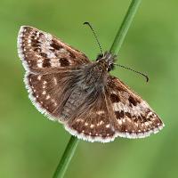 Dingy Skipper 1 